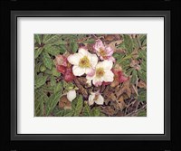 Hellebores Fine Art Print