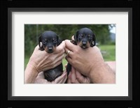 Two Puppies Fine Art Print