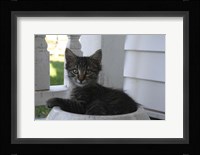 Close up of Cat Framed Print