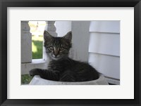 Close up of Cat Framed Print