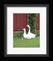 Geese Family Fine Art Print