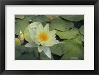 Pond Lily - White Fine Art Print