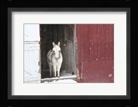 White Pony Fine Art Print