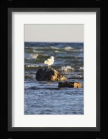 Lone Bird Framed Print