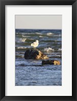 Lone Bird Framed Print