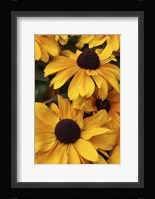 Daisies Fine Art Print