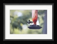 Hummingbird 2 Fine Art Print