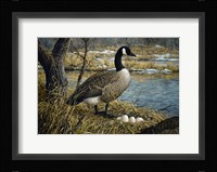 Canadian Goose Fine Art Print