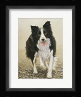 Attention Seeker Fine Art Print