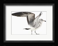 Gull I Fine Art Print