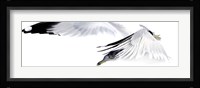 Gull in Flight Fine Art Print