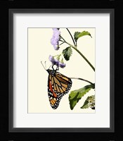 Butterfly Fine Art Print
