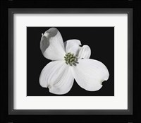 White Dogwood Bloom Fine Art Print