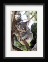 Australia 4 Fine Art Print