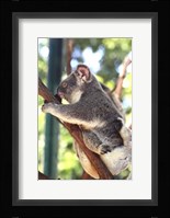 Australia 6 Fine Art Print