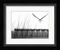 Soaring Fine Art Print