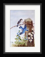 Bluebirds with Daisies Fine Art Print