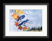 Blue Jays Fine Art Print