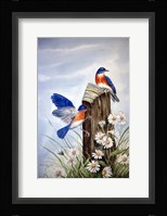 Bluebirds With Daisies 2 Fine Art Print