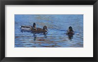 Autumn Outing Mallards Fine Art Print