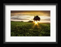 A Golden Evening Fine Art Print