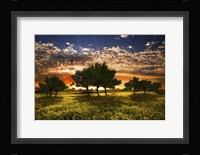 Shadows in the Meadow Fine Art Print