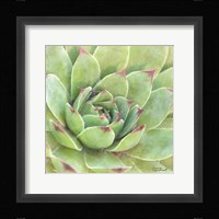 Garden Succulents IV Color Framed Print