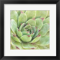 Garden Succulents IV Color Framed Print