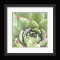 Garden Succulents III Color Framed Print