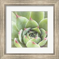 Garden Succulents III Color Fine Art Print