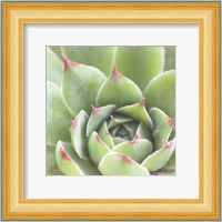 Garden Succulents III Color Fine Art Print