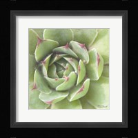 Garden Succulents II Color Framed Print