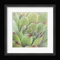 Garden Succulents I Color Framed Print
