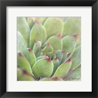 Garden Succulents I Color Framed Print