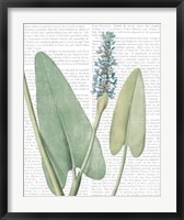 Summer Botanicals IV Fine Art Print