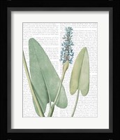 Summer Botanicals IV Framed Print