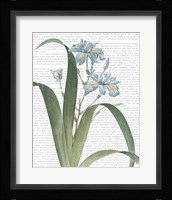 Summer Botanicals III Framed Print