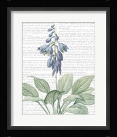 Summer Botanicals II Framed Print