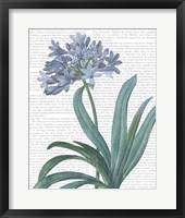 Summer Botanicals I Framed Print
