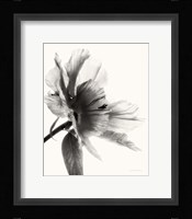 Translucent Peony II BW Framed Print