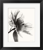 Translucent Peony II BW Fine Art Print