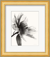 Translucent Peony II BW Fine Art Print