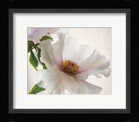 Translucent Peony VI Framed Print