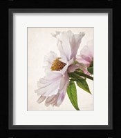 Translucent Peony IV Framed Print