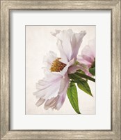 Translucent Peony IV Fine Art Print