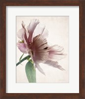 Translucent Peony II Fine Art Print