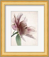 Translucent Peony II Fine Art Print