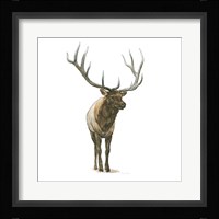 Natural Majesty I Framed Print