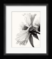 Translucent Peony IV BW Framed Print