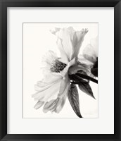 Translucent Peony IV BW Framed Print